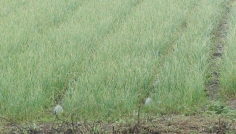 দিনাজপুরে রসুনের বাম্পার ফলন, লক্ষ্যমাত্রা ছাড়িয়েছে