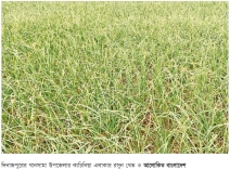 দিনাজপুরে রসুনের আবাদ লক্ষ্যমাত্রা ছাড়িয়েছে  