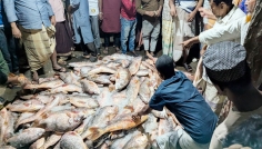 সেন্টমার্টিনে ধরা পড়ল ১১০০ কোরাল মাছ, ৩৫ লাখে বিক্রি