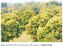 কুষ্টিয়ায় বাড়ছে স্থায়ী বাগান ও আম চাষ   