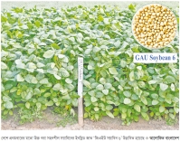 গাকৃবিতে উচ্চ খরা সহনশীল সয়াবিনের জাত ‘জিএইউ সয়াবিন ৬’ উদ্ভাবন  