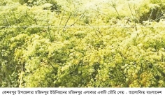 মৌরি চাষে আগ্রহ হারাচ্ছেন কৃষক  