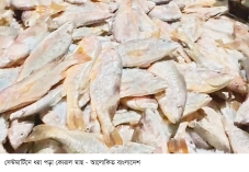 সেন্টমার্টিনে ধরা পড়া ১১০০ কোরাল মাছ ৩৫ লাখে বিক্রি  