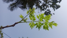 বসন্তের আগমনে গাছে গাছে শোভা পাচ্ছে কচি পাতা