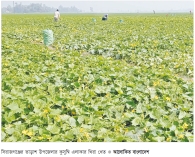 সিরাজগঞ্জে খিরার ফলনে খুশি কৃষক 