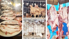 বাজারে মাছ-মাংসের দামে স্থিতি, মুরগিতে সামান্য স্বস্তি