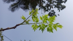 বসন্তের আগমনে গাছে গাছে শোভা পাচ্ছে কচি পাতা