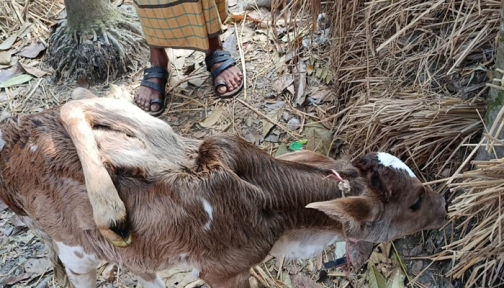 লালমোহনে ৬ পা নিয়ে বাছুরের জন্ম, উৎসুক জনতার ভিড়