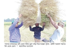 চাটমোহরে সরিষার ফলনে কৃষকের মুখে হাসি  