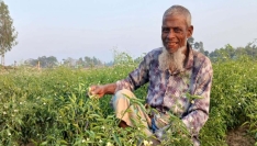 নকলায় মরিচের ঝাঁজে সবুজ বিপ্লব, কৃষকের মুখে হাসি