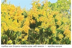 আমগাছের শাখায় শাখায় মুকুল  