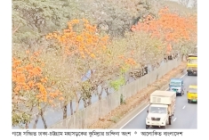 ঢাকা-চট্টগ্রাম মহাসড়কে বনানীর ছায়া  