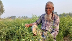 নকলায় মরিচের ঝাঁজে সবুজ বিপ্লব, কৃষকের মুখে হাসি