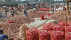 পাবনায় পেঁয়াজের বাজারে হঠাৎ দর পতন, লোকসানে কৃষক