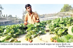 টাঙ্গাইলে স্ট্রবেরির বাণিজ্যিক চাষ  
