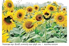 সিরাজগঞ্জে সূর্যমুখীর আবাদ বেড়েছে  
