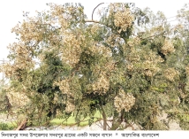 সজনে ফুল থেকে মধু উৎপাদনে সফলতা  