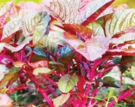 লালশাক খাওয়া জরুরি  