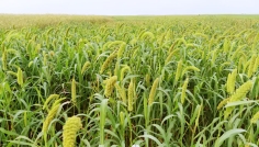 দিনাজপুরে বিলুপ্ত হচ্ছে পুষ্টিকর ও সুস্বাদু কাউনের চাষ