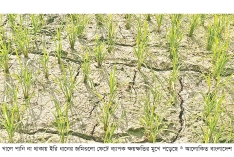 চাঁদপুরে পানির অভাবে ফেটে চৌচির ধানখেত  