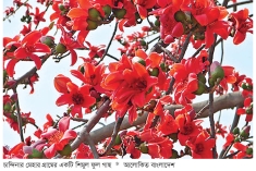শিমুলের লাল গালিচায় ঢাকা চান্দিনার প্রকৃতি  