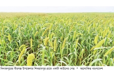 দিনাজপুরে বিলুপ্ত হচ্ছে সুস্বাদু কাউনের চাষ  