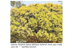 আমের মুকুলের গন্ধে বসন্ত ঋতুতে মধুমাসের হাতছানি  