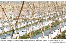 মাধবপুরে কৃষিতে পলিথিনের ব্যবহার, হুমকিতে পরিবেশ  