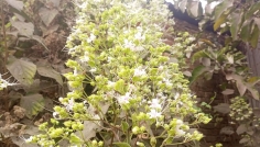 বোয়ালমারীতে প্রকৃতিতে ফুটতে শুরু করেছে ভাটি ফুল