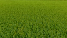 যমুনার নাব্যতা কমায় নদীর বুকে ফসল, পাল্টাচ্ছে চরাঞ্চলের অর্থনীতি