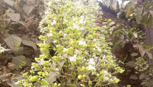 বোয়ালমারীতে প্রকৃতিতে ফুটতে শুরু করেছে ভাটি ফুল