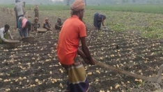 কচুয়ায় আলুর ফলন ভালো হলেও লোকসানের আশঙ্কায় কৃষকরা