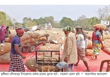 তুলার উৎপাদন ভালো হলেও দামে খুশি নন কৃষক  