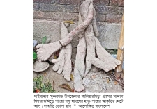 সুন্দরগঞ্জে মানুষের হাত-পায়ের আকৃতির মেটে আলু নিয়ে কৌতূহল  