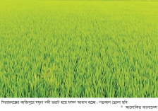 নাব্য কমে যমুনা এখন ফসলের মাঠ  