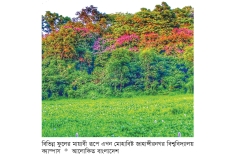 কৃষ্ণচূড়া ও ক্যাসিয়ায় নবরূপে জাহাঙ্গীরনগর  