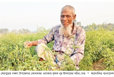 নকলায় মরিচের ঝাঁজে কৃষি বিপ্লব  