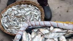 মুন্সীগঞ্জে ৭০ কেজি জাটকা ইলিশ জব্দ, মাদ্রাসায় বিতরণ