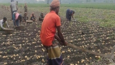 কচুয়ায় আলুর ফলন ভালো হলেও লোকসানের আশঙ্কায় কৃষকরা
