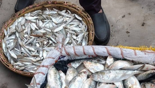 মুন্সীগঞ্জে ৭০ কেজি জাটকা ইলিশ জব্দ, মাদ্রাসায় বিতরণ