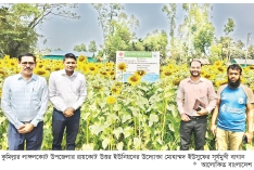 নাঙ্গলকোটে সূর্যমুখী চাষে সাফল্য  