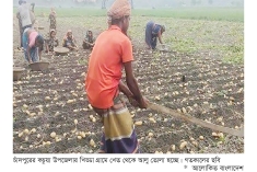 আলুর দাম নিয়ে হতাশ কৃষক  