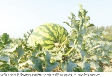 ফেনীতে তরমুজ চাষে বিপ্লব  