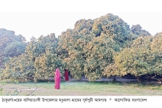 এশিয়ার বৃহত্তম আমগাছে মুকুলের সমারোহ  
