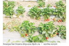 স্ট্রবেরি বদলে দিচ্ছে দিনাজপুরের কৃষির চিত্র  