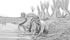 এ বছর জাতীয় পাট দিবসের প্রতিপাদ্য পাটশিল্প গড়ে তুলুন, কর্মসংস্থান সৃষ্টি করুন  