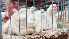 সপ্তাহের ব্যবধানে ৫০ টাকা বেড়ে ব্রয়লারের কেজি ২৩০