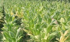 সিরাজগঞ্জে অধিক লাভের আশায় ফসলের জমিতে তামাক চাষ