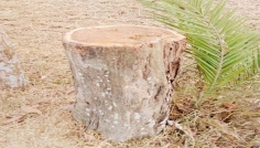 কমলগঞ্জে গাছ চুরি করতে গিয়ে যুবকের মৃত্যু, পরিবারের দাবি ‘হত্যা’