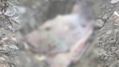 নোয়াখালীতে ১১৩ কেজির শাপলাপাতা মাছ জব্দ